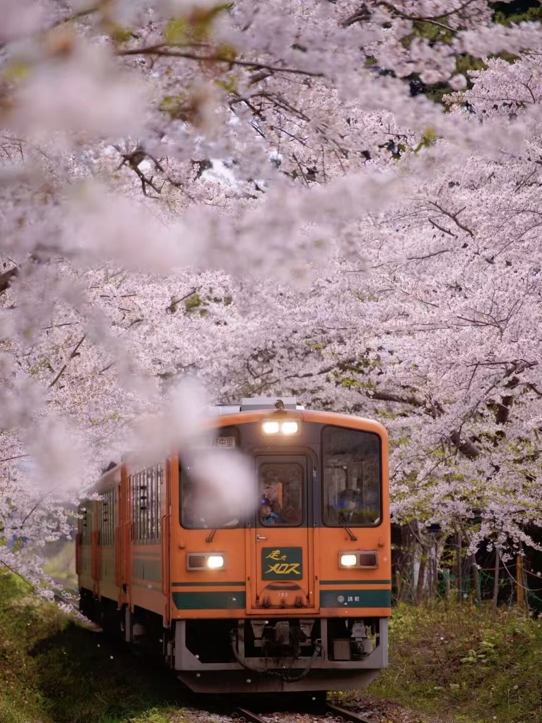日本樱花季节之旅